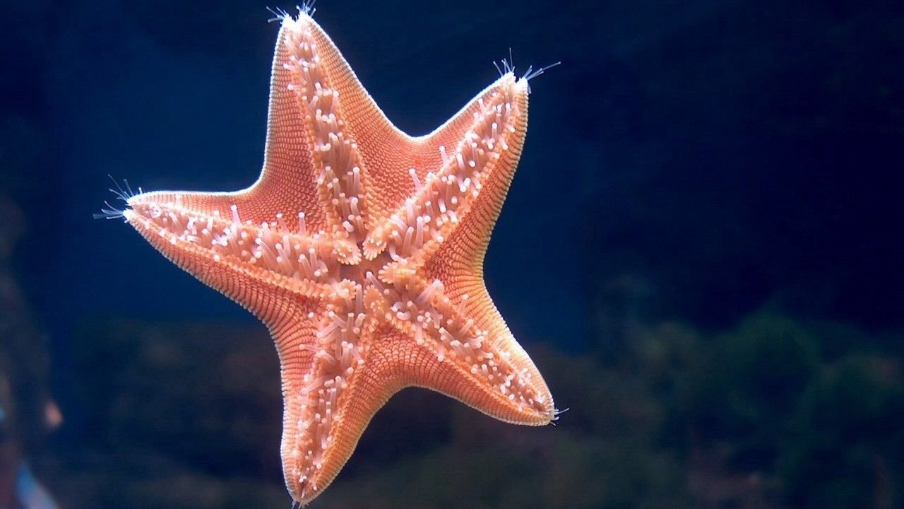 Морские звезды на дне. Иглокожие морские звезды. Солястер морская звезда. Морская звезда красивая. Морские обитатели морская звезда.