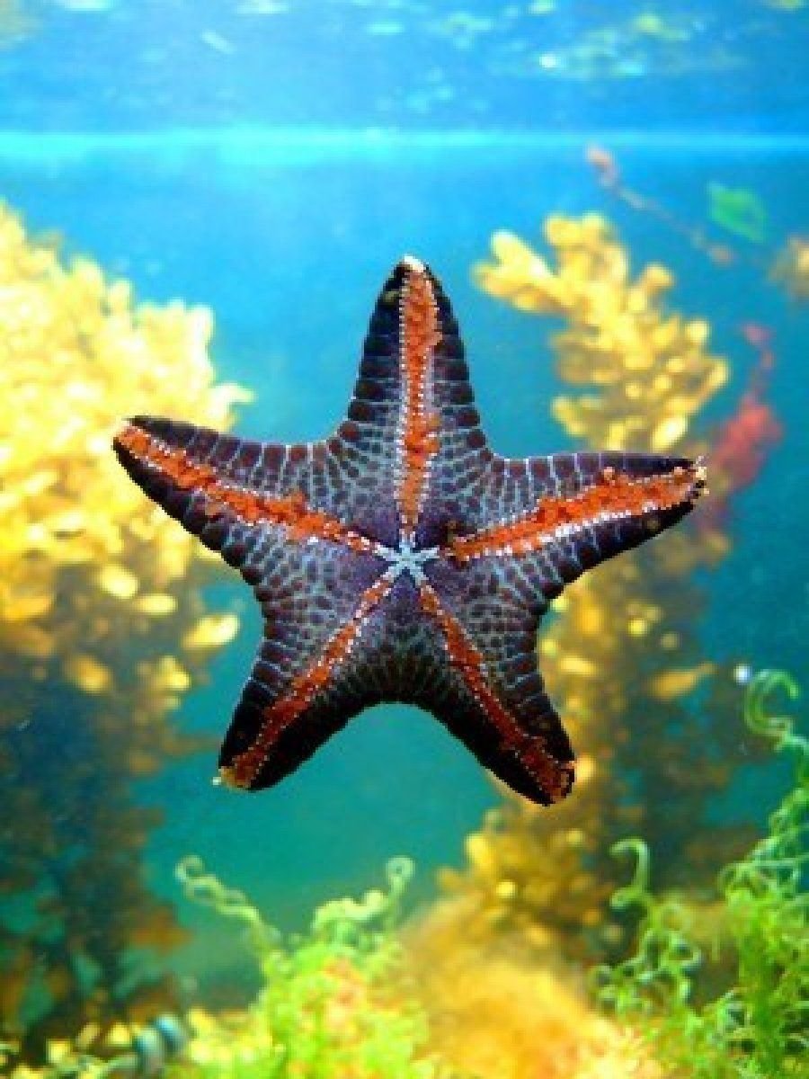рыба звезда фото