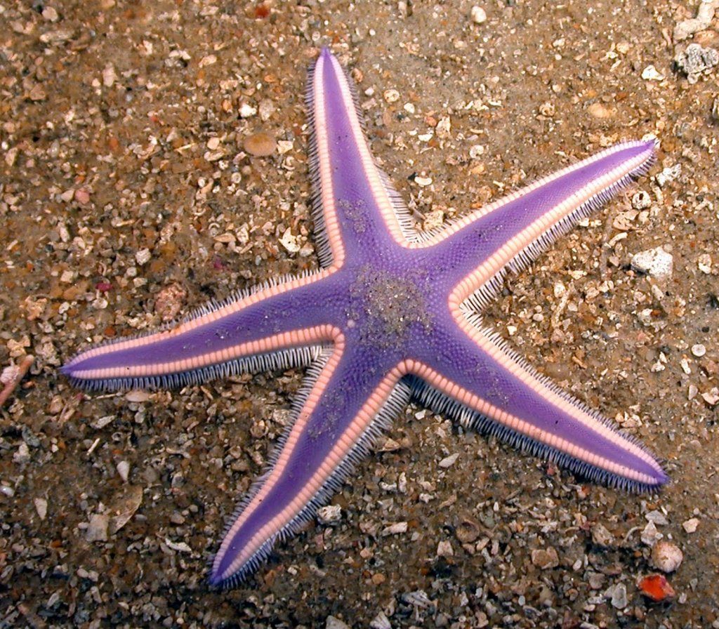 Морская звезда хенриция. Иглокожие морские звезды. Морская звезда бризингида. Морская звезда гониактиниды. Морские звезды биология