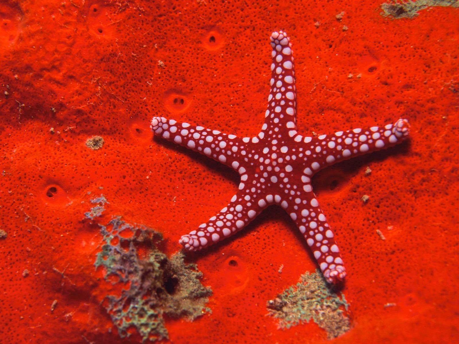 Морская звезда живая. Морская звезда Midgardia Xandaros.. Морская звезда зернистый кориастер. Морские маргаритки иглокожие. Морские обитатели морская звезда.