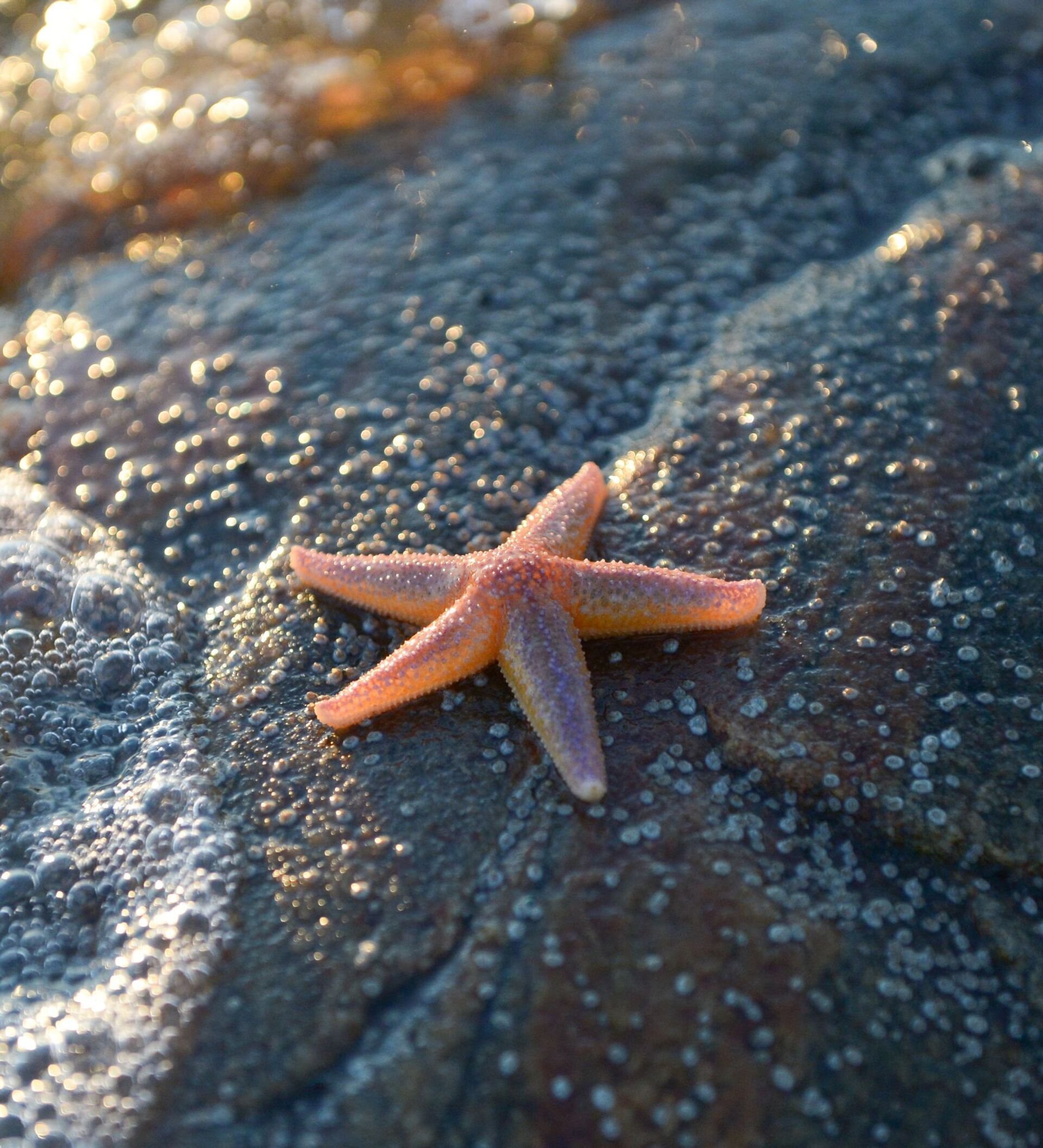 Морские звезды в каких морях. Шестиконечная морская звезда. Морская звезда Баренцево море. Морская звезда гониактиниды. Солястер морская звезда.