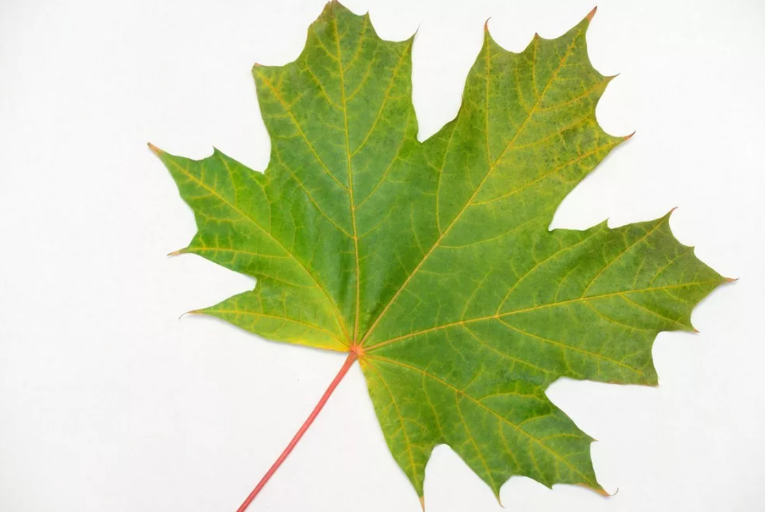 Клен картинки листьев. Кленовый лист. Осенний кленовый лист. Кленовый лист Геншин. Кленовый лист 20х20.
