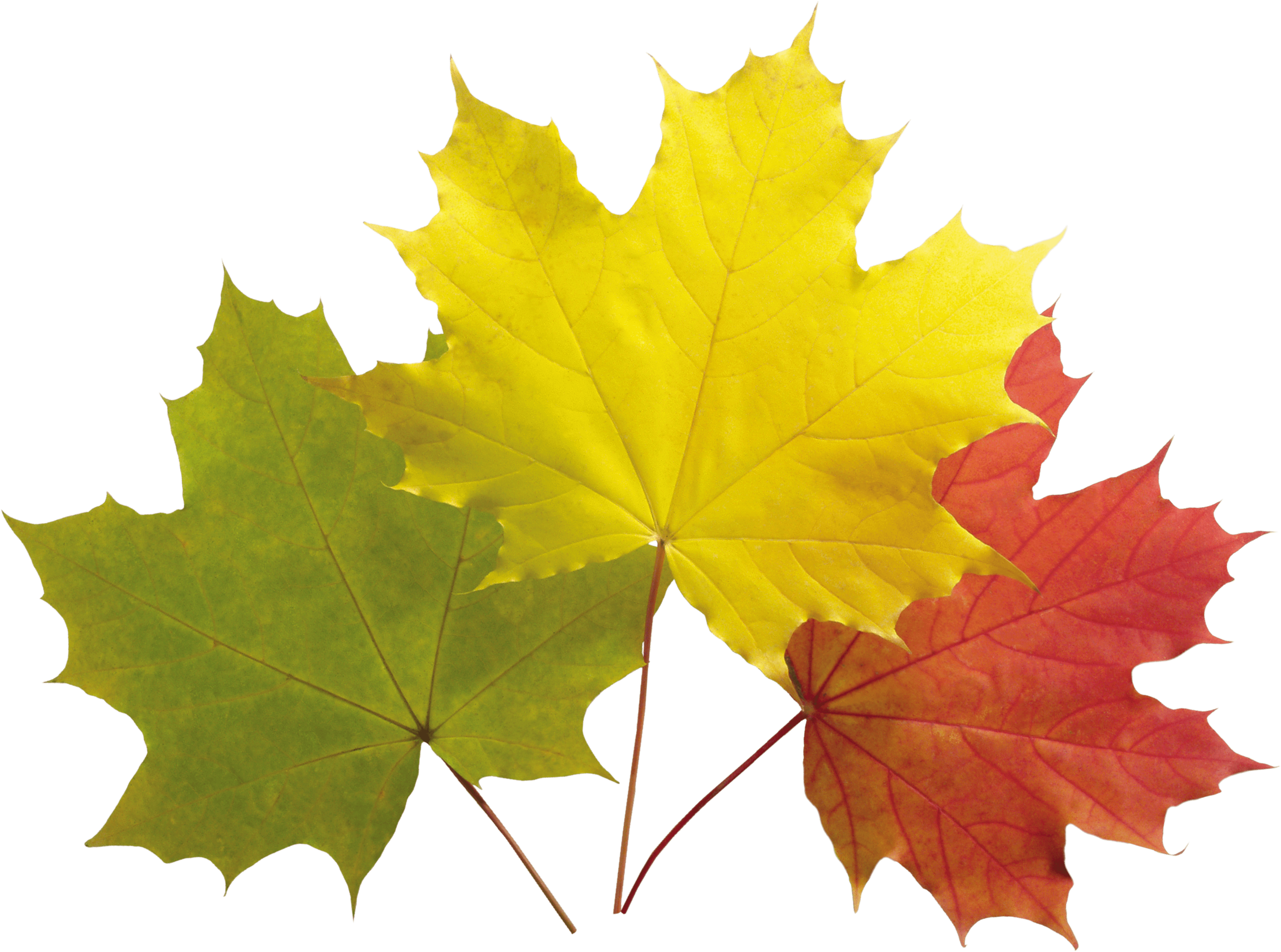 Осенние листья. Осенние листочки. Кленовый лист. Кленовые листочки.