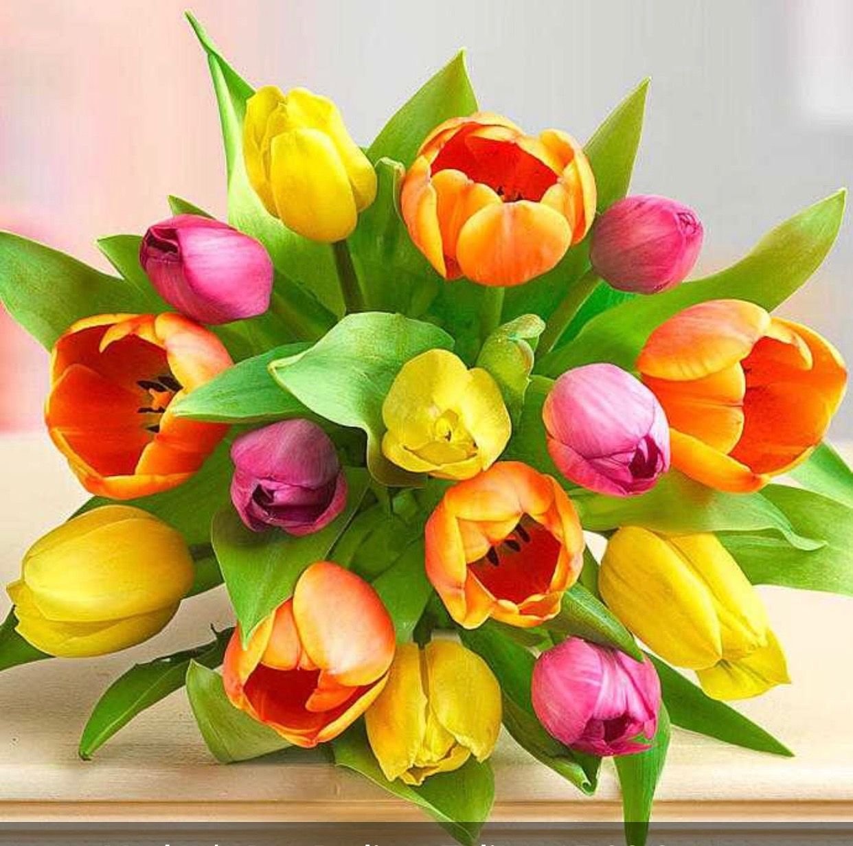 Букет тюльпанов. Красивый весенний букет тюльпанов. Яркие тюльпаны. Тюльпаны открытка.