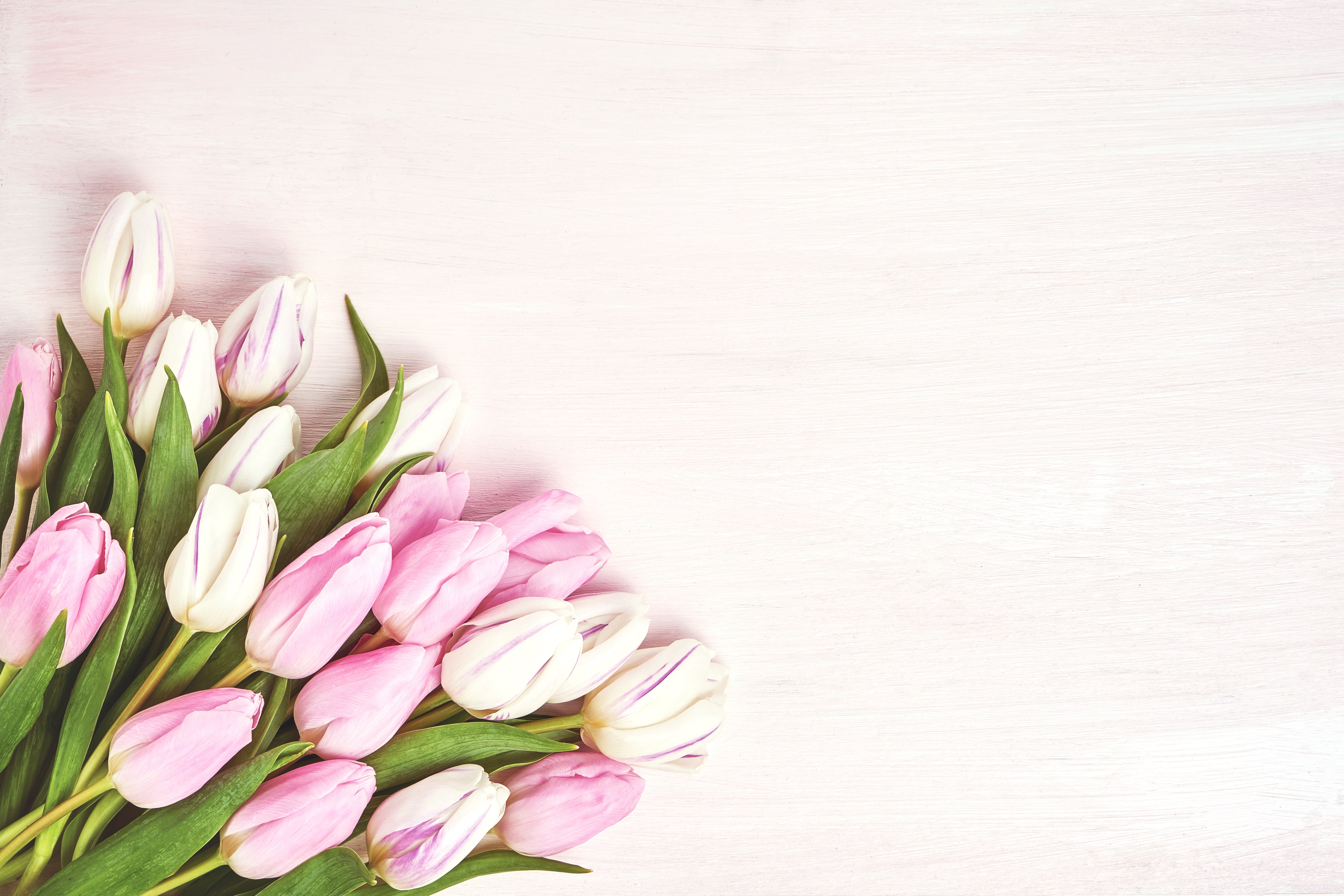 Тюльпаны нефтекамск. Нежные тюльпаны. Тюльпаны фон. Розовые тюльпаны. Красивые нежные тюльпаны.