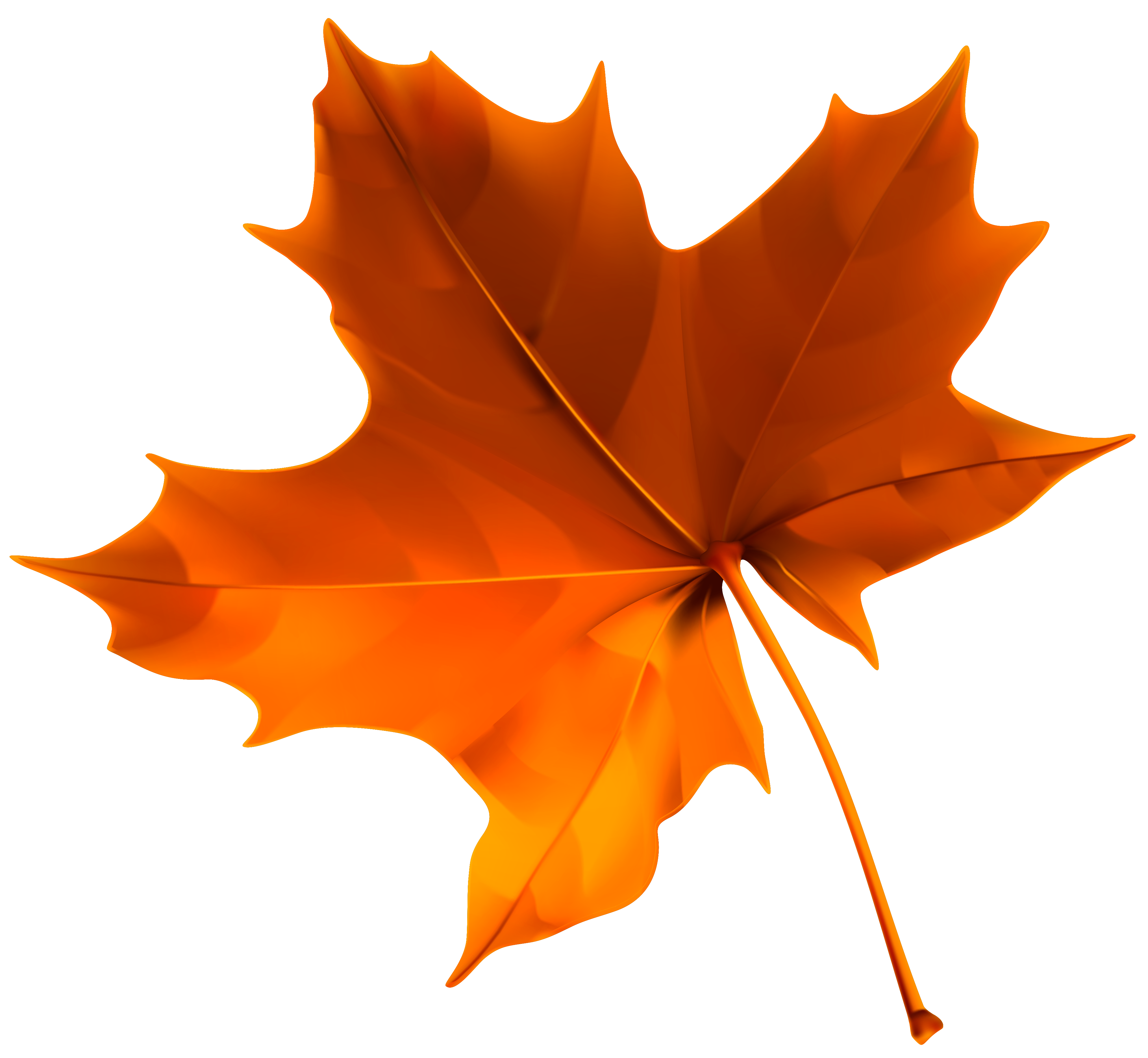 Осенний кленовый лист. Листики осенние кленовые. Кленовые листочки на прозрачном фоне. Осенний кленовый листок.