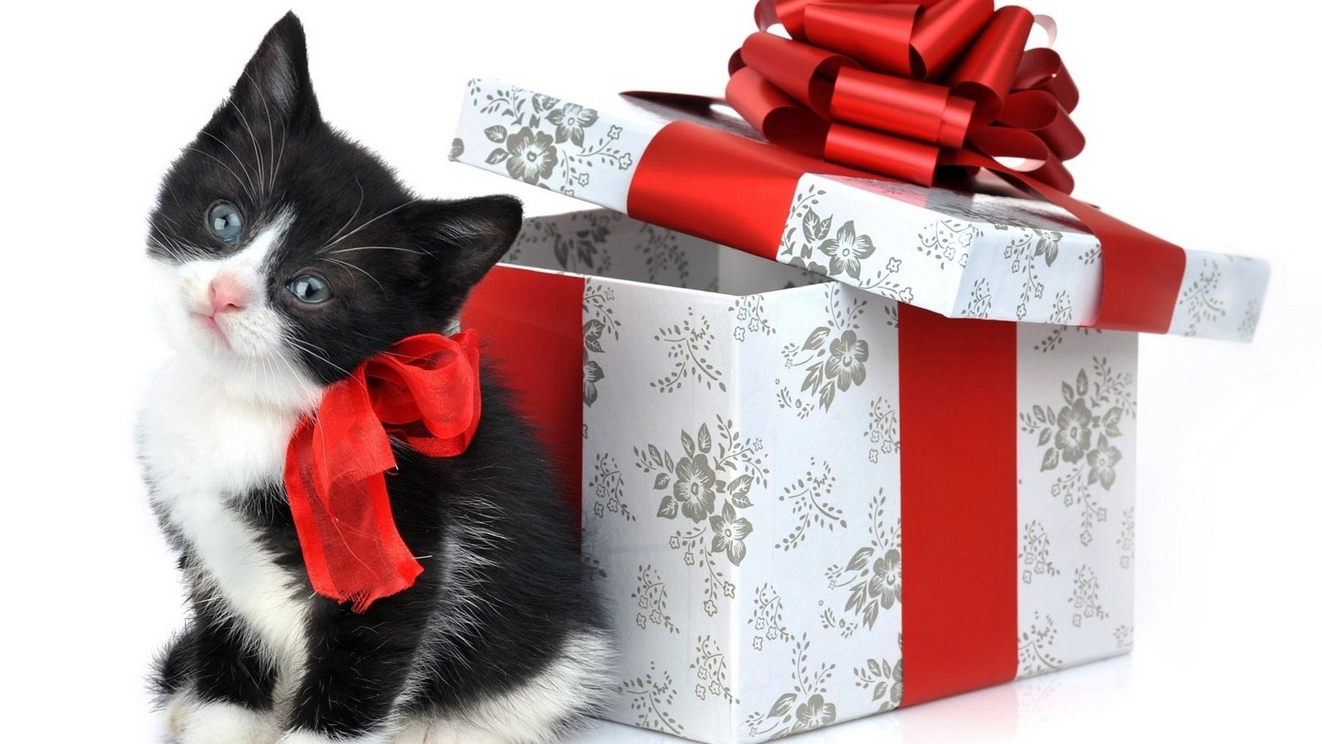 Живой сюрприз. Кот с подарком. Подарок для кошки. Котенок в подарочной коробке. Котик дарит подарок.