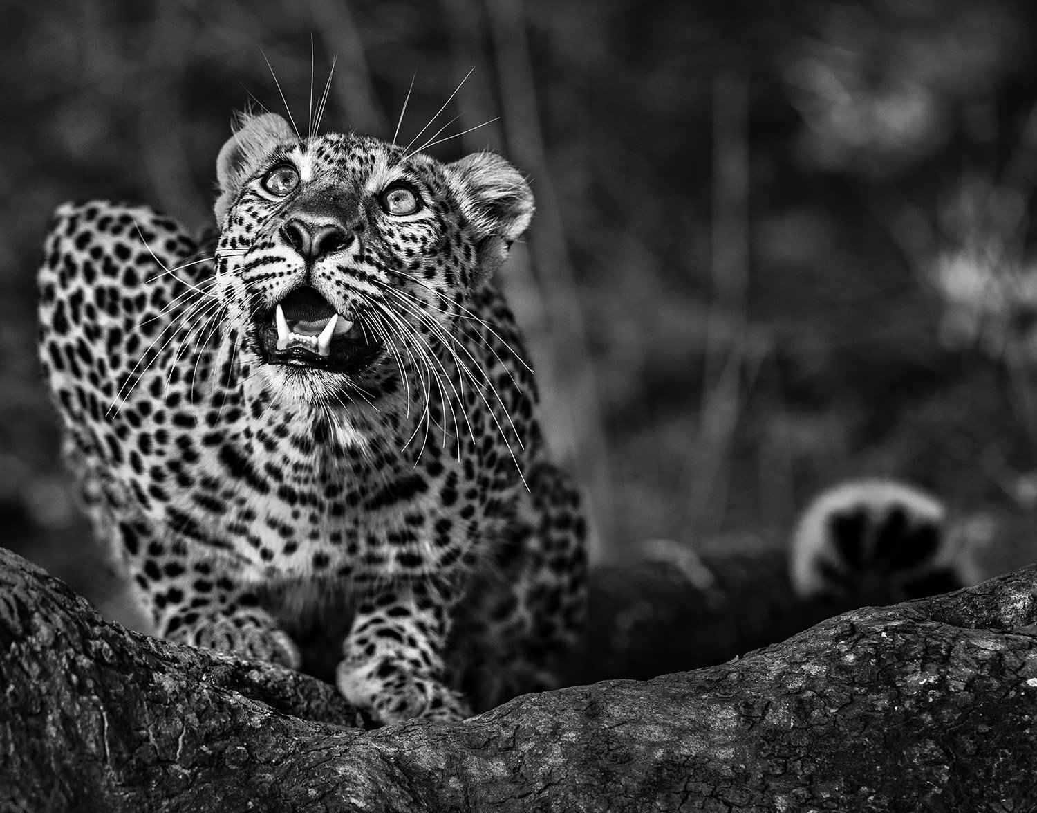 Леопард черно белое фото. Леопард черно белый. Бело черные животные. Черно белое животное.
