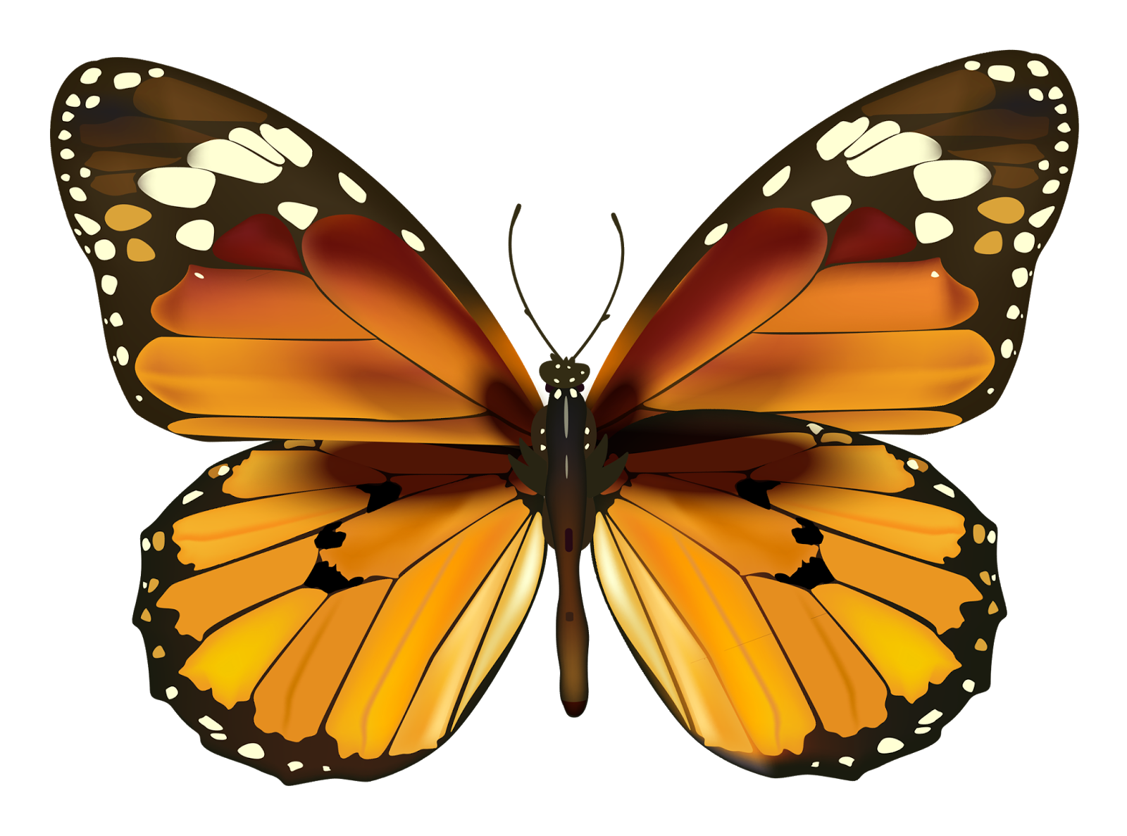 Бабочки. Экзотические бабочки на белом фоне. Бабачкина прозрачном фоне. Бабаочкинапрозрачномфоне.