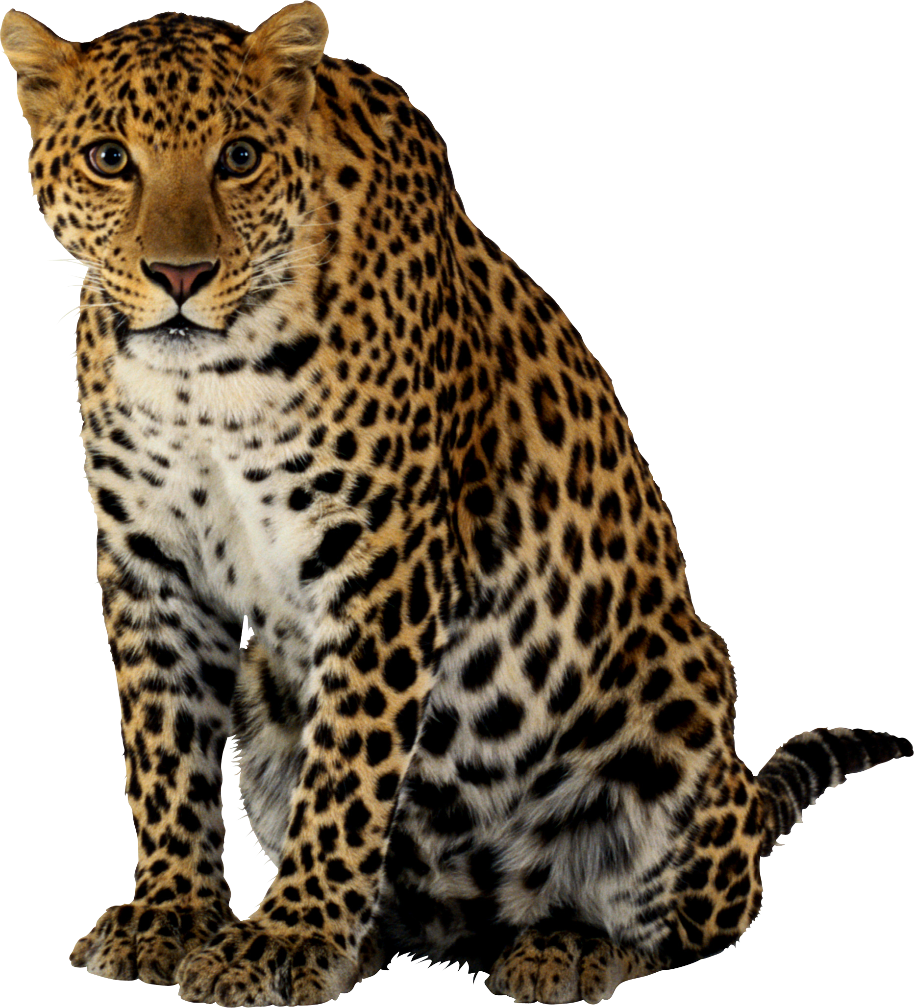 Тигр леопард гепард Ягуар. Леопард снежный Барс Ягуар. Леопард на белом фоне. Леопард без фона.