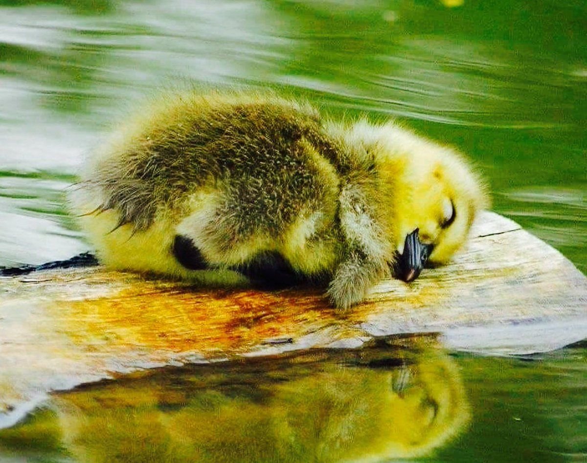 Good duck. Милые уточки. Спящие уточки. Милый утенок.