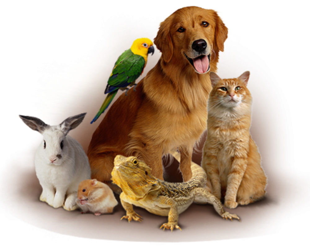 Животные петс. Домашние животные. Домашние животные и птицы. Животные вместе. Кошки и собаки.