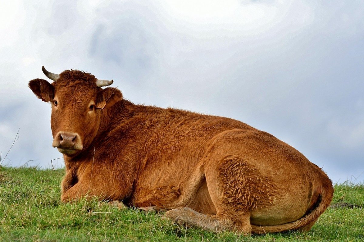 Корова. Корова лежит. Красивая корова. Красивый бык.