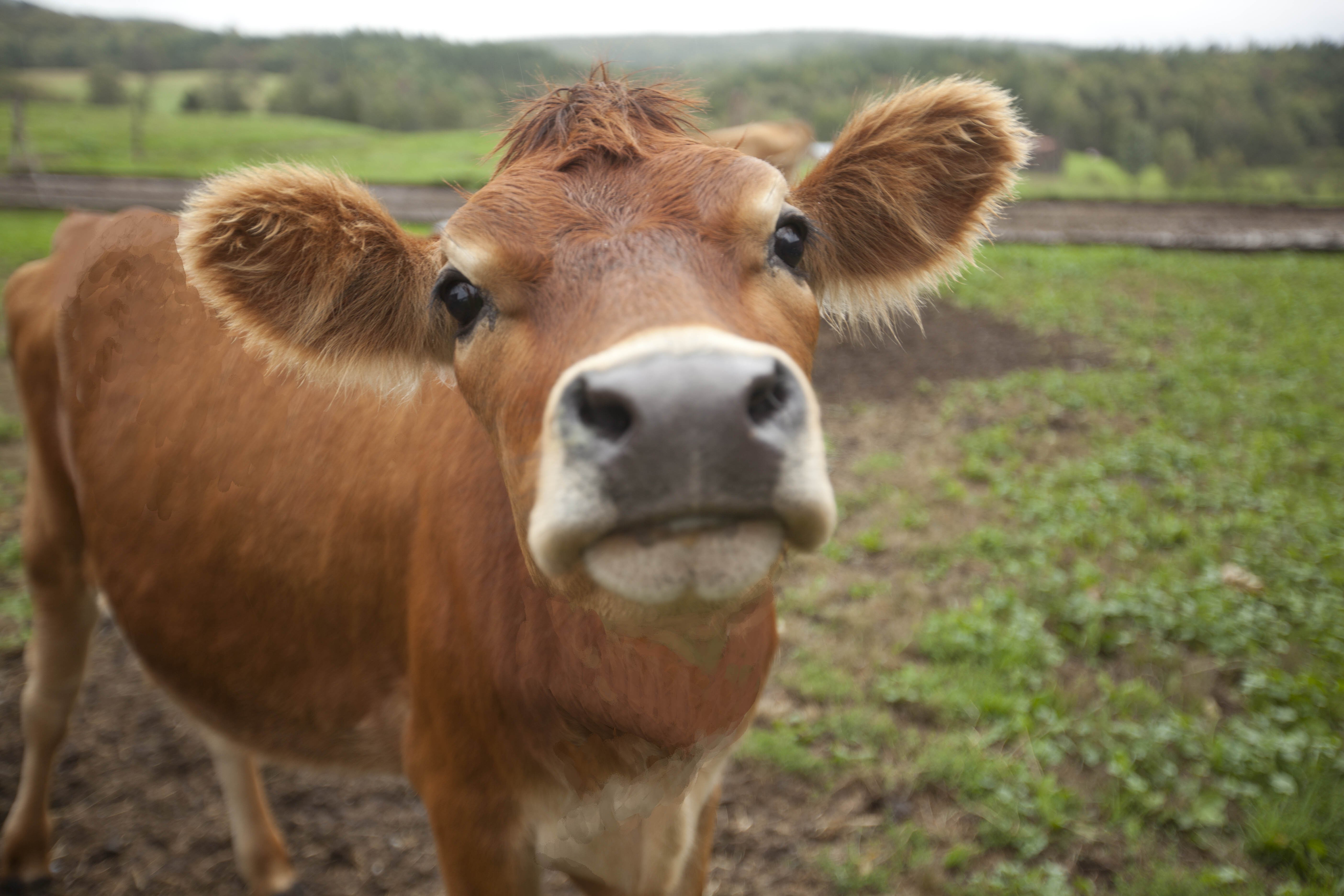 Фотографии коровки. Телята джерси. Корова. Милые коровы. Рыжая корова.