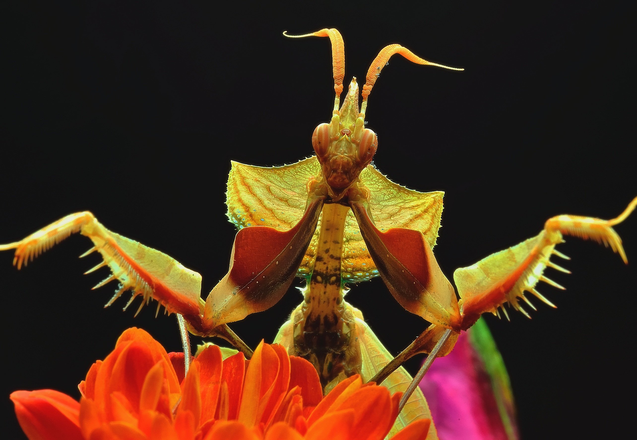 Орхидейный богомол цветок дьявола. Богомол Мантис(бабочка). Малазийский орхидейный богомол. Богомол обыкновенный (Mantis religiosa).