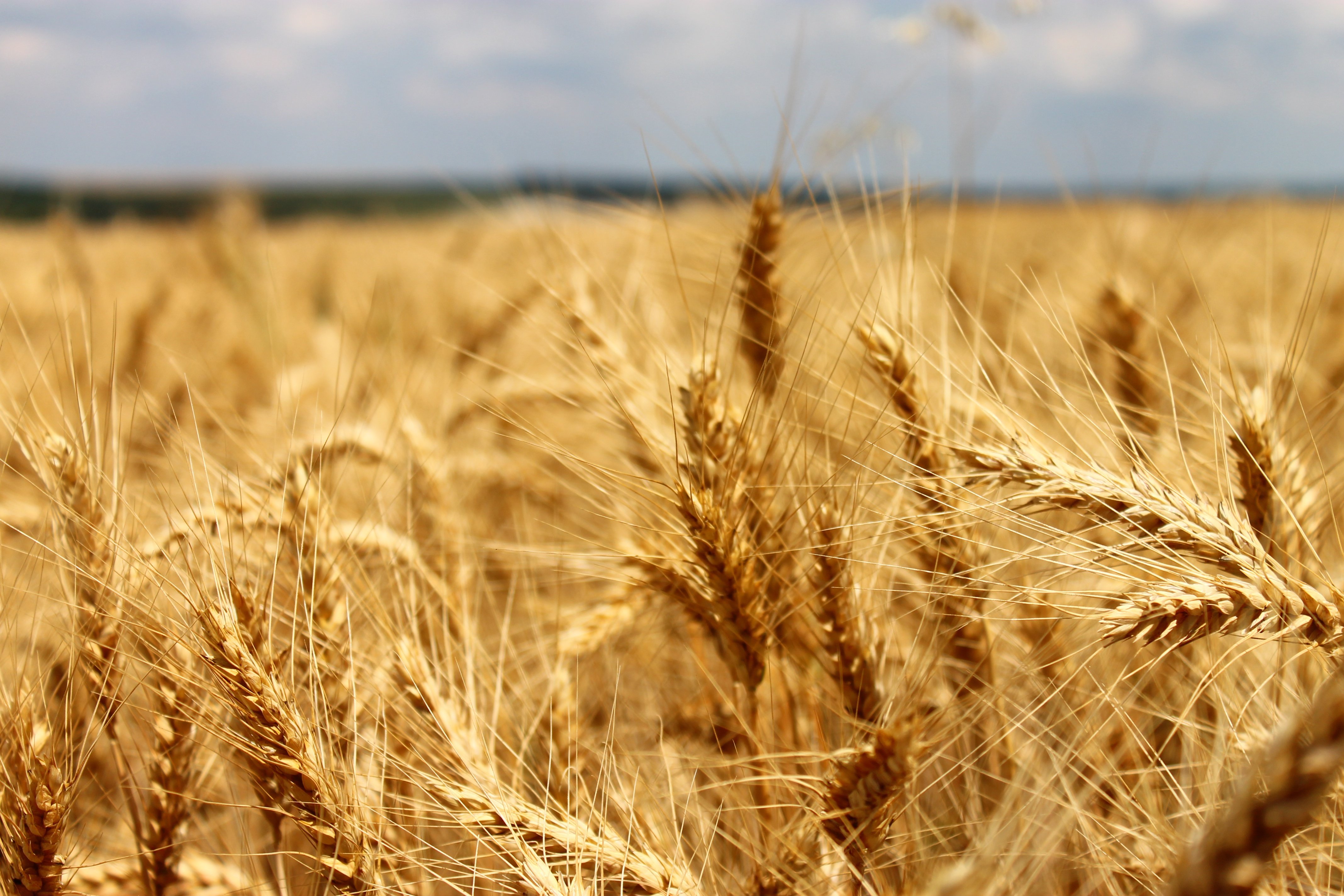 фото пшеницы