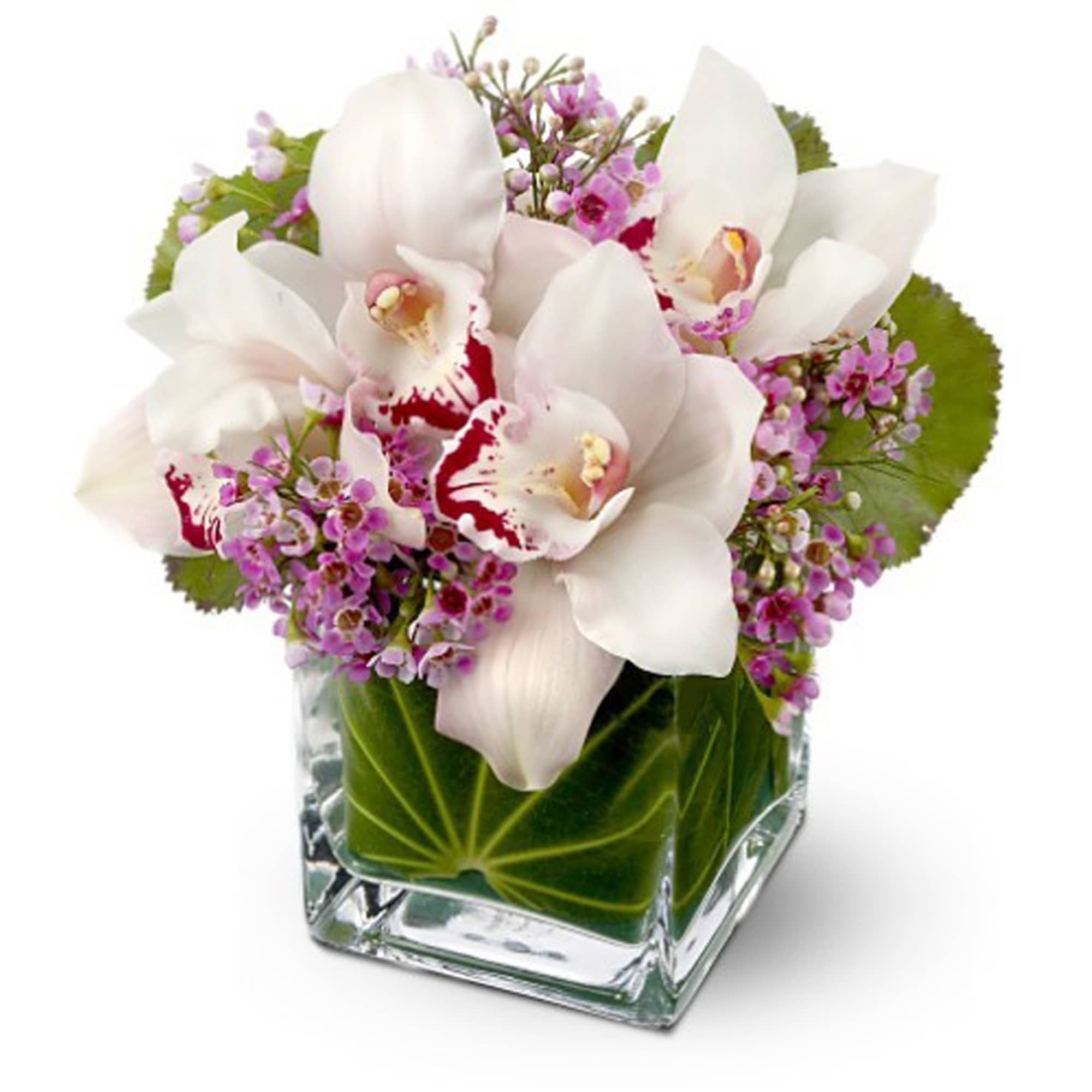 с днем рождения фото с орхидеями