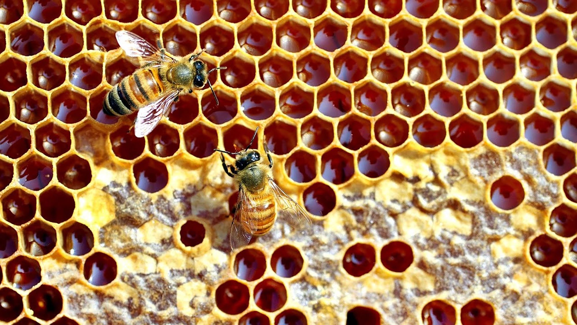 Какие пчелы превращают нектар в мед. Соты пчелиные. Соты меда. Пчелы и мед. Пчелиные соты с медом.