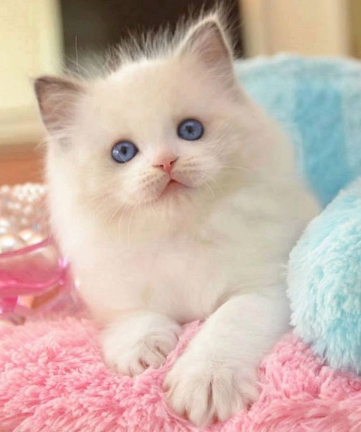 Котенок кис. Красивые котята. Пушистые котята. Белый котенок. Маленькие котята пушистые.