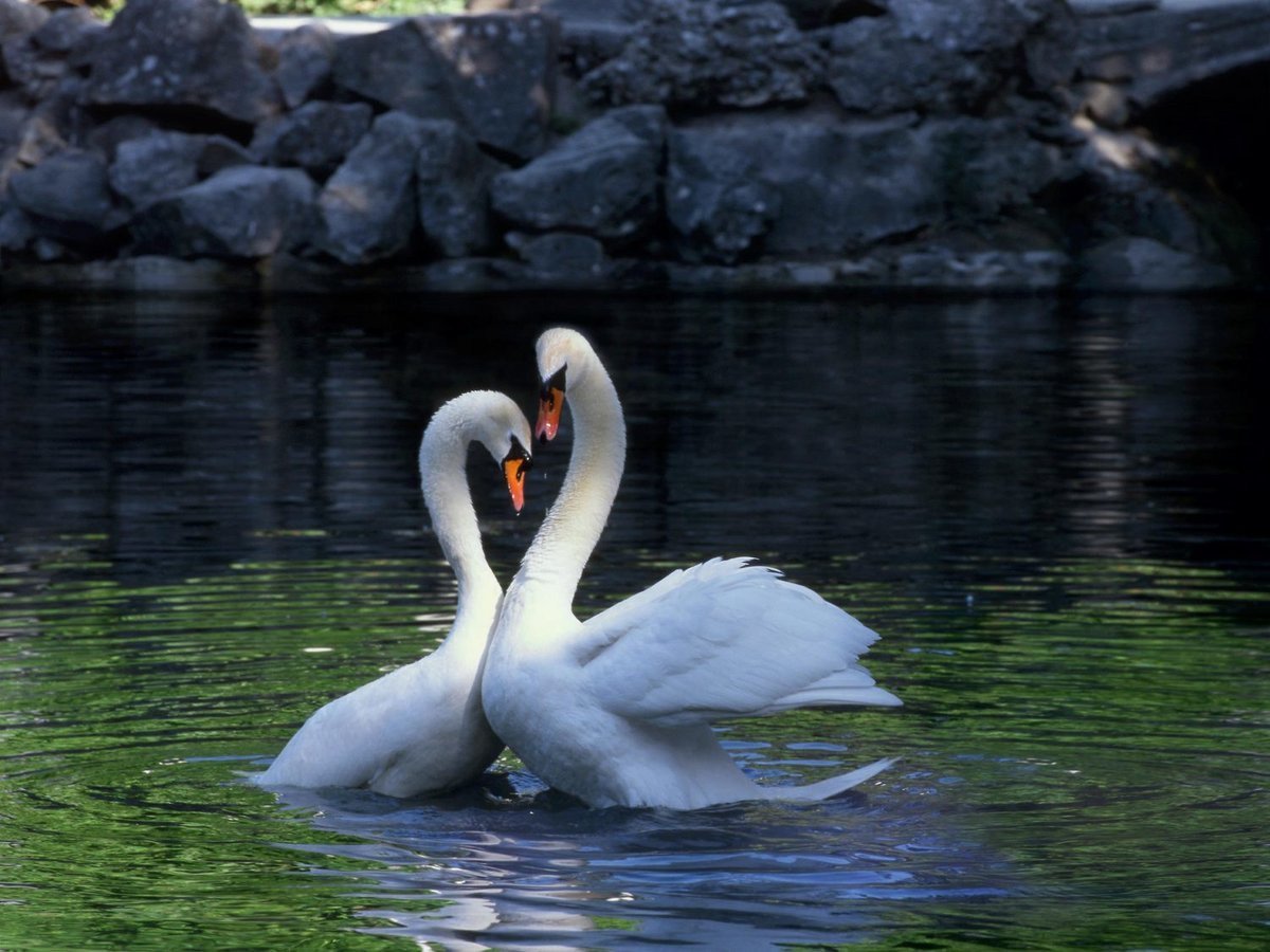 Любовь лебедей видео. Пара лебедей. Лебеди парочка. Лебеди на озере. Любовь и лебеди.
