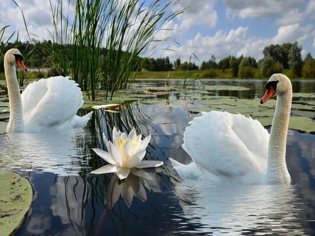 Лебедушка Лебединое озеро. Лебеди в пруду. Лебеди на озере. Лебедь в камышах.