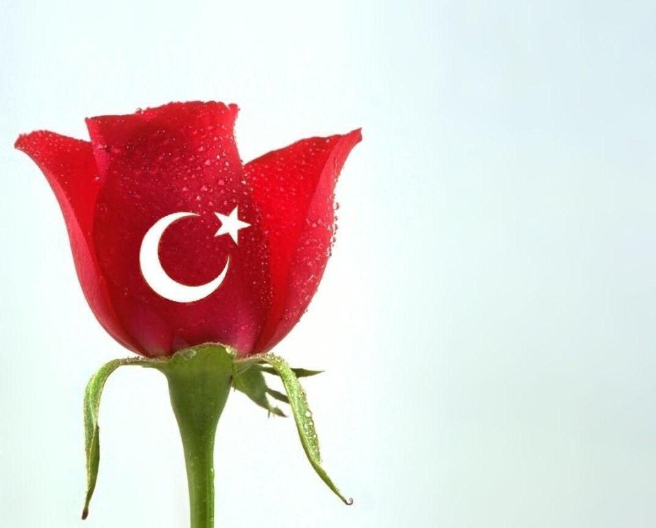 Турецкие цветы. Цветы на азербайджанском языке. Красивые турецкие цветы. Турецкие открытки.