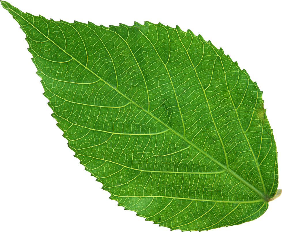 Steam leaf plot фото 117