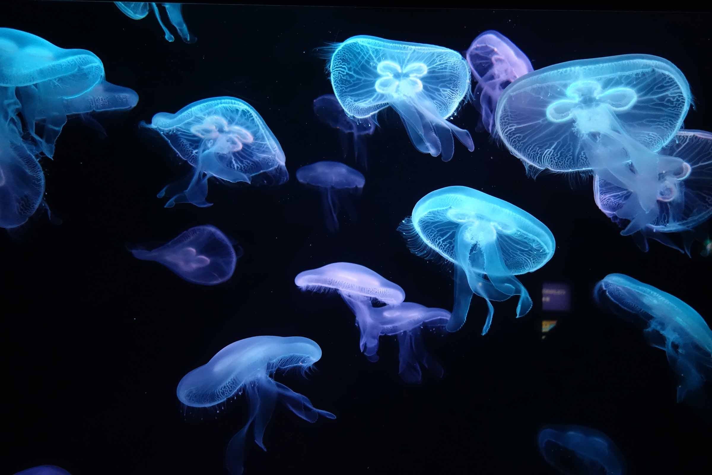 Кишечнополостные медузы. Сцифоидные Кишечнополостные. Пелагия ночесветка. Медуза не умеет плавать в ночи