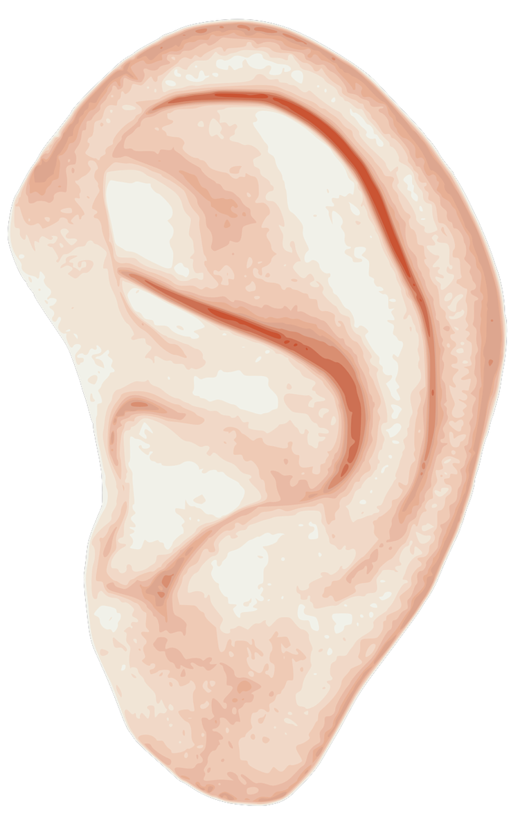 Картинка уха человека