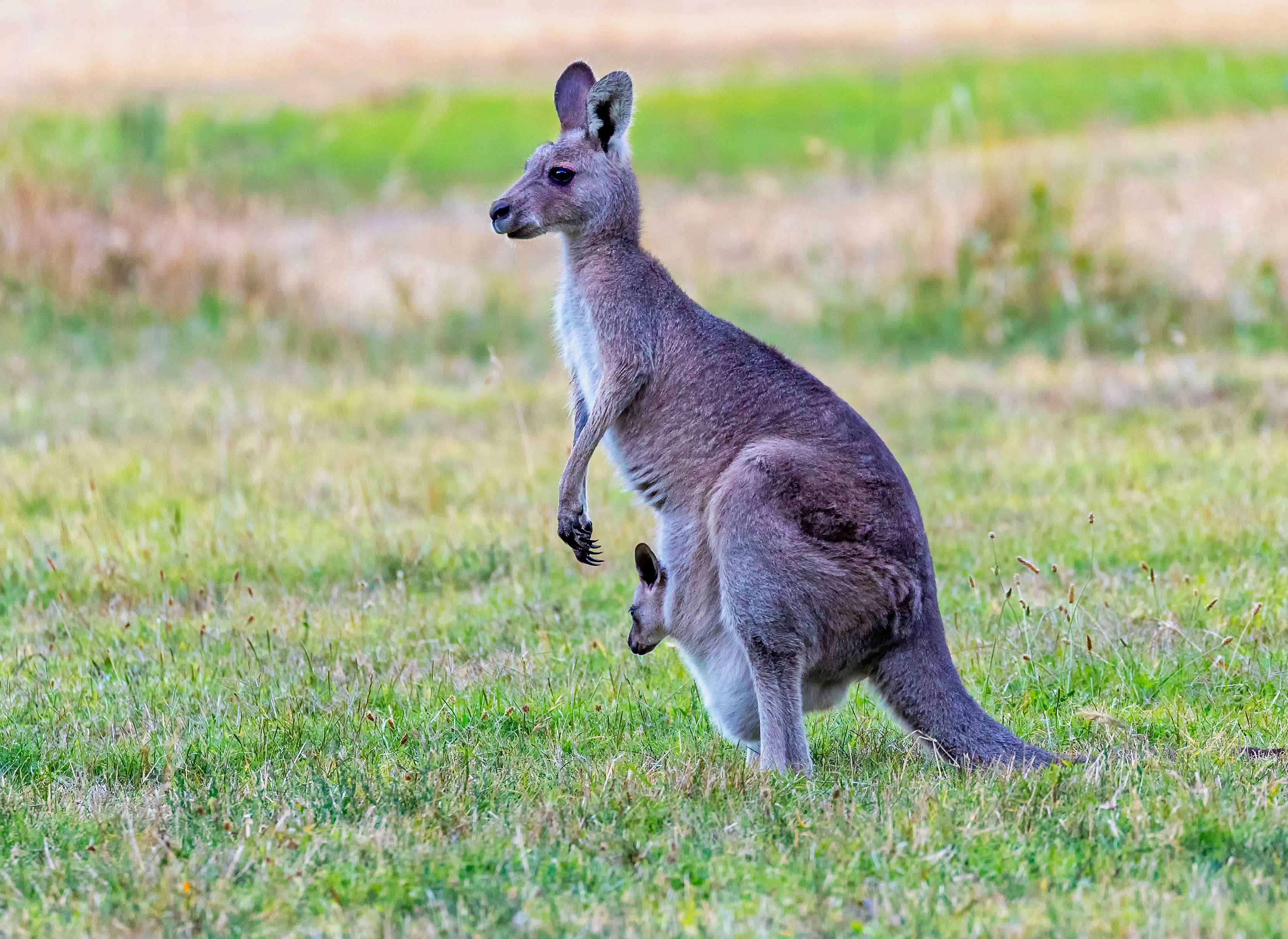 Кенгуру 2024. Сумчатые животные кенгуру. Кенгуру животное Австралии. Серый кенгуру. Сумчатые кенгуру в Австралии.