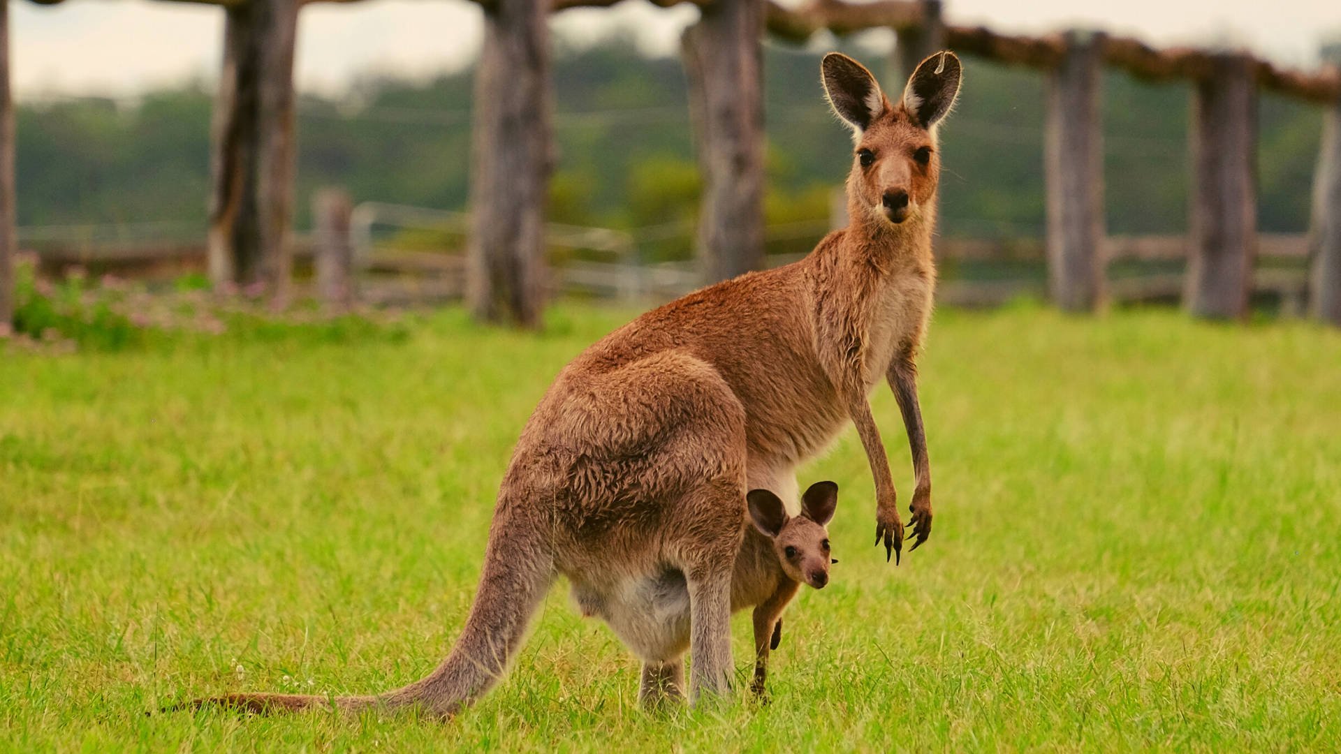 Кенгуру в Австралии. Гигантский рыжий кенгуру (Red-Grey Kangaroo). Кенгуру животное Австралии. Кенгуру с детенышем.