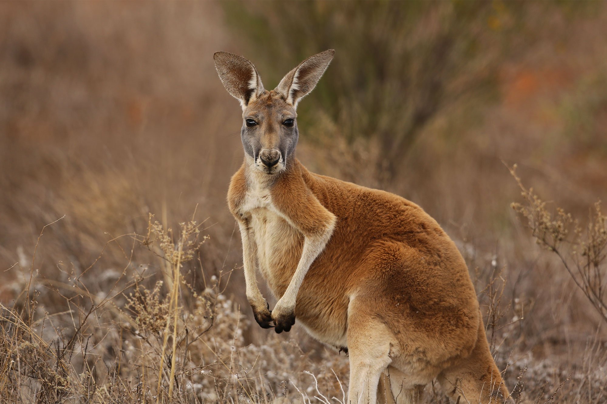 Кенгуру в Австралии. Красный кенгуру в Австралии. Кангаро кенгуру. Рыжий кенгуру Австралии.