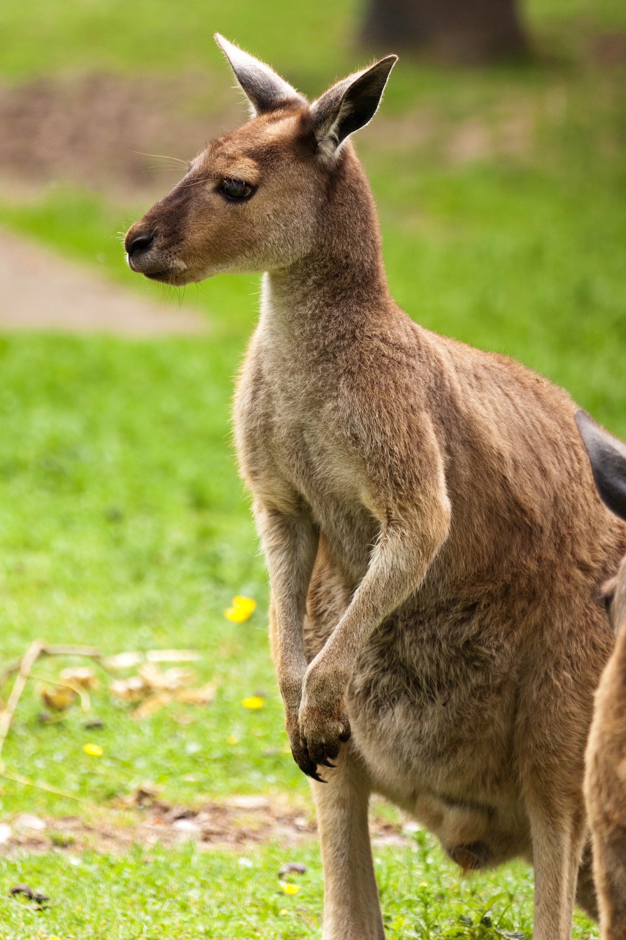 Карликовый кенгуру. Валлаби Австралия. Кенгуру в Австралии. Сумчатые животные кенгуру.