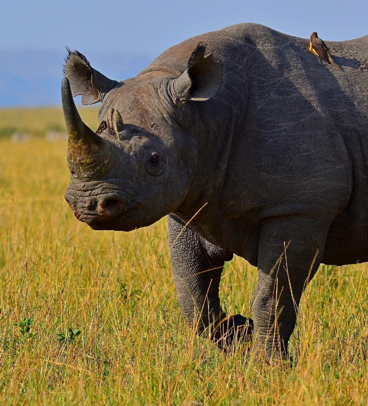 Западноафриканский черный носорог. Калерунский чёрный носорог. Запажно-Африканский черный носорог. Африканский белый носорог. Страна носорогов