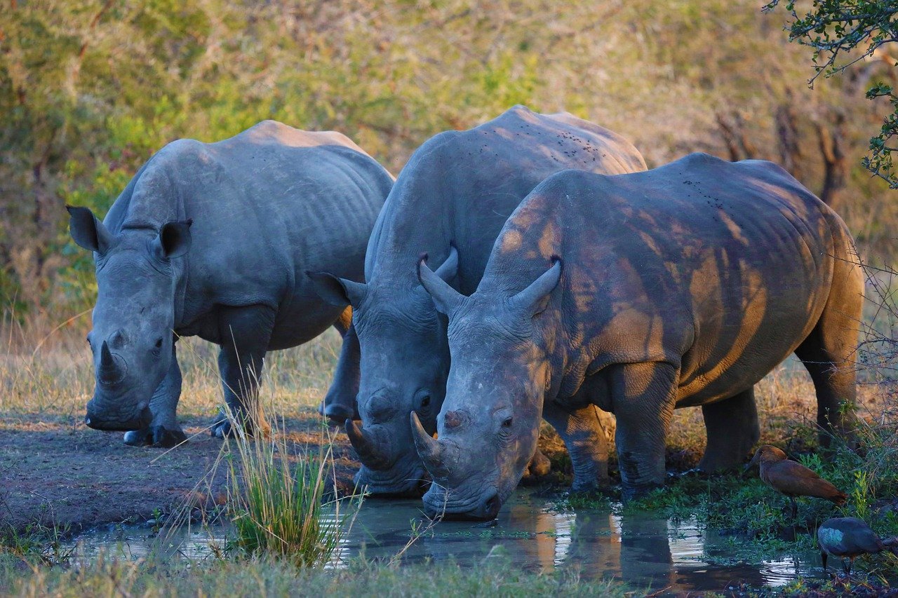 Носорог это какое животное. Африканский носорог. Суматранский носорог спаривания. Двурогий носорог. Африканский двурогий носорог.
