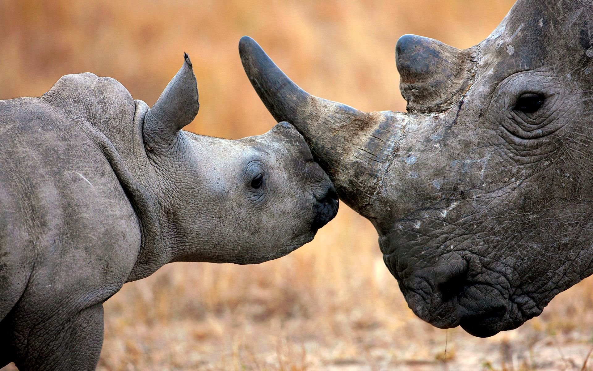 Камерунский носорог. Камерунский черный носорог. Африканский белый носорог. Спаривание носорога и бегемота.