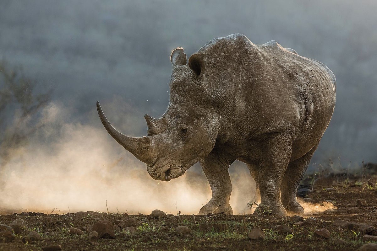 Носорог. Мощный носорог. Носорог бежит. Злой носорог.