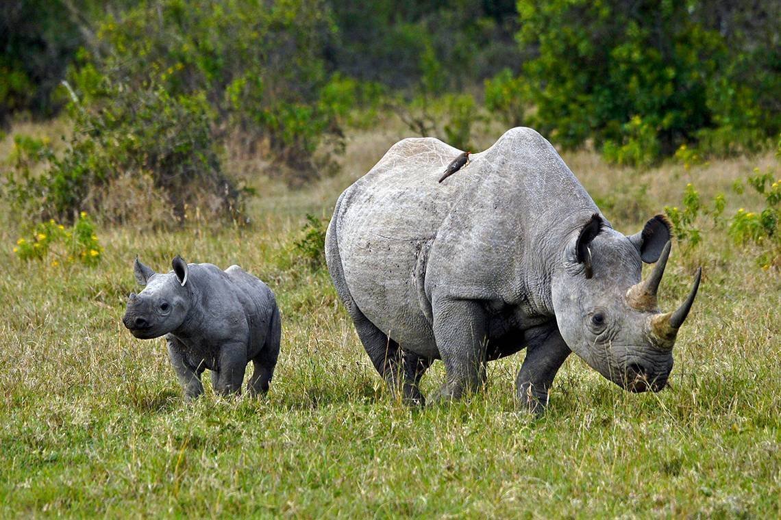 Сделай носорог. Западноафриканский черный носорог. Яванский носорог. Непарнокопытные носороги яванский. Широконосый носорог.