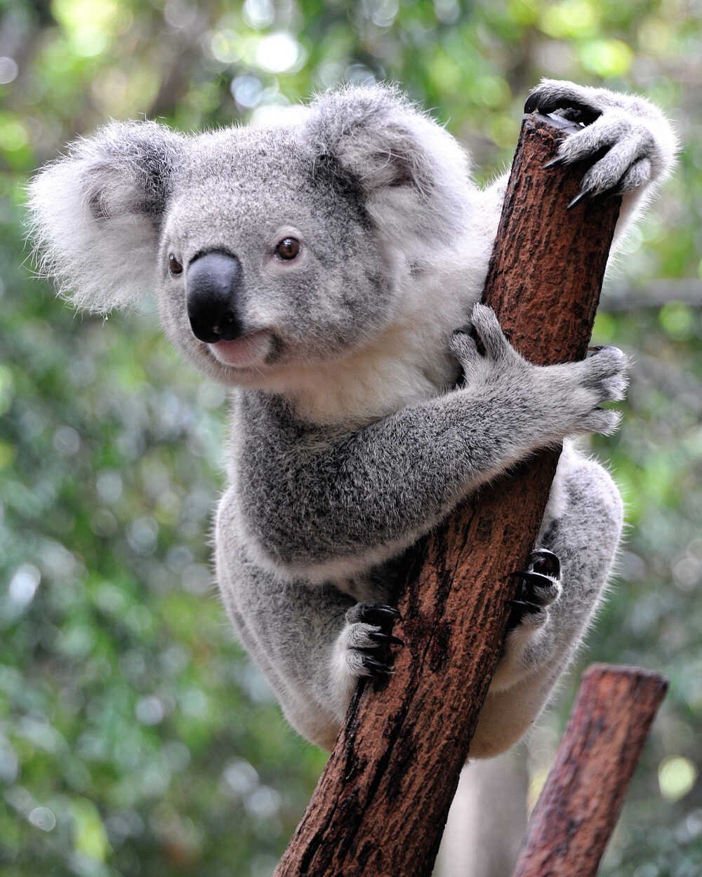 Коала африка. Коала. Животные Австралии коала. Сумчатые животные коала. Коала австралийский медведь.