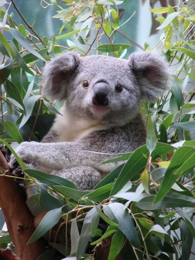 Дикая коала. Сумчатый мишка коала. Карликовая коала. Австралийская коала. Коала эвкалиптовый мишка.