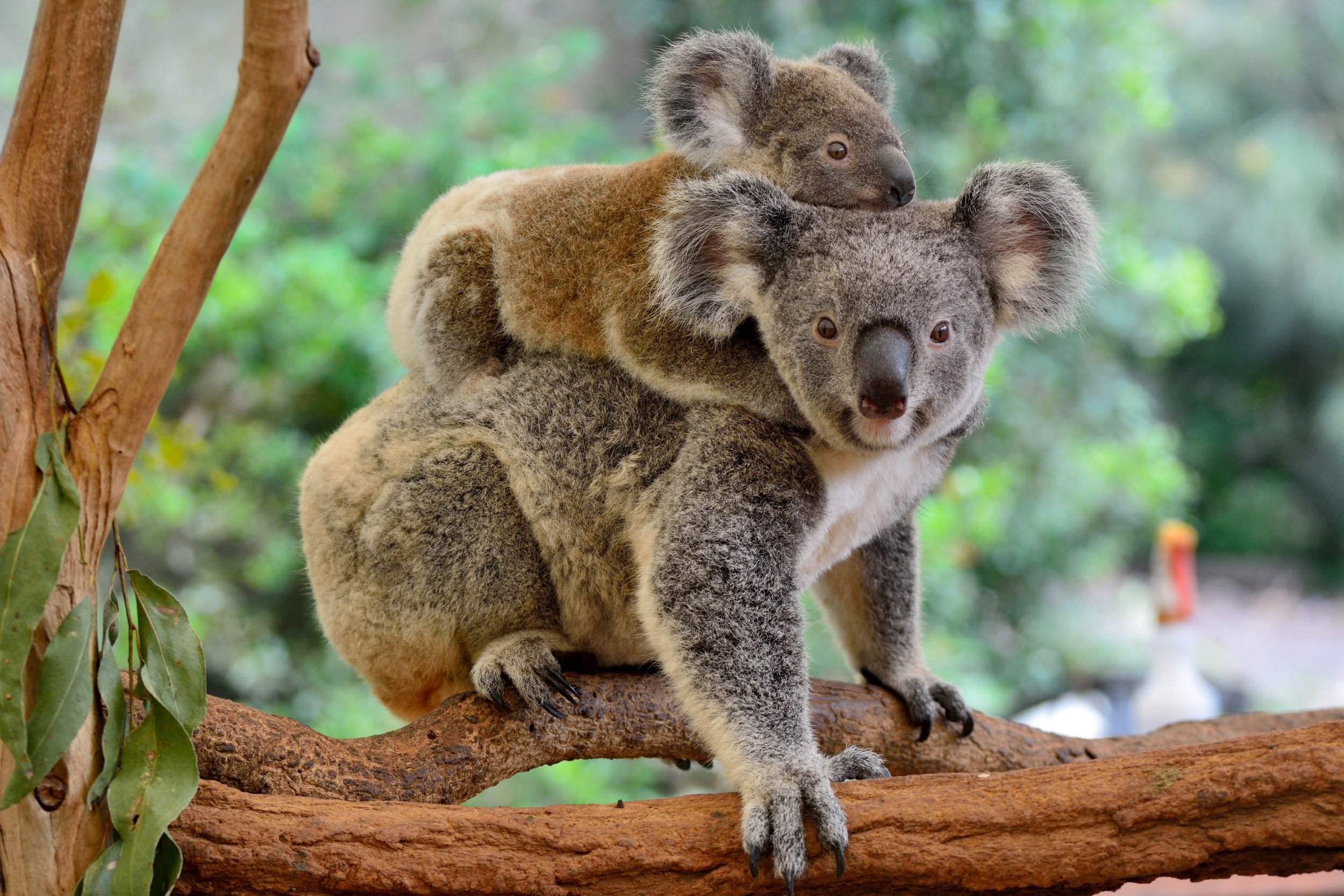 Сколько живут коалы. Коала сумчатое. Австралия сумчатые коала. Австралия кенгуру и коала. Австралийский сумчатый медведь.