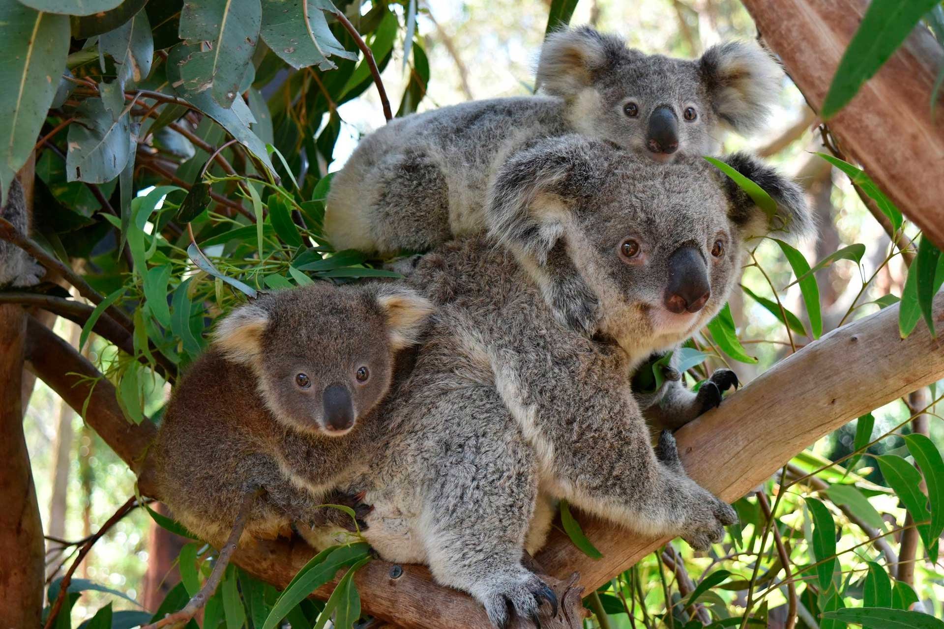 Сумчатые животные коала. Австралия сумчатые коала. Эндемики Австралии коала. Сумчатые медведи Австралии.