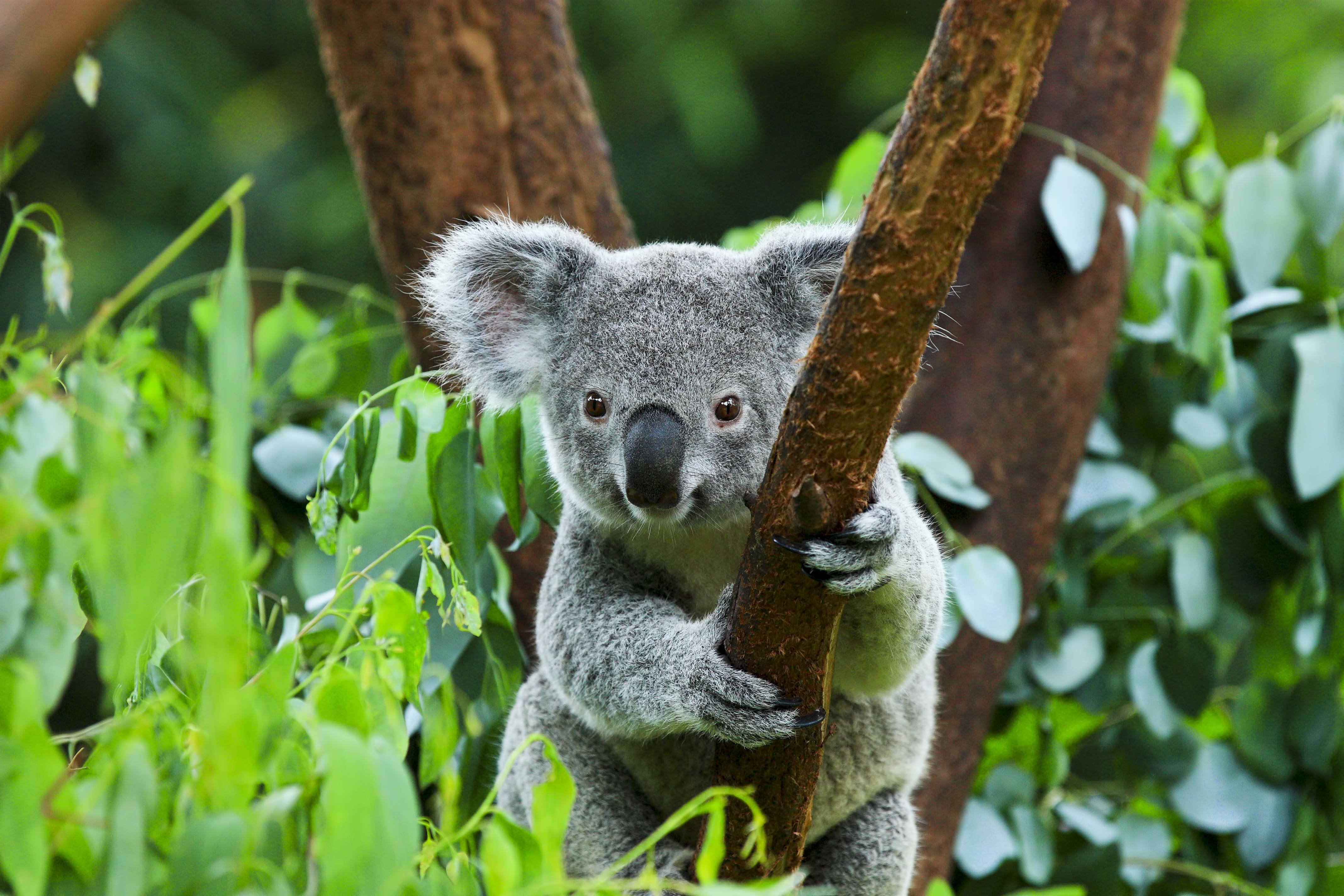 Эвкалиптовая коала. Коала в Австралии. Коала на эвкалипте. Коала сумчатое. Природа Австралии коала.