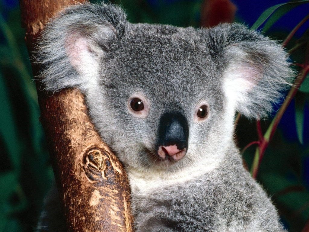 Изображение коал. Животные Австралии коала. Коала сумчатое животное. Сумчатый медведь коала Австралия. Мишка коала.