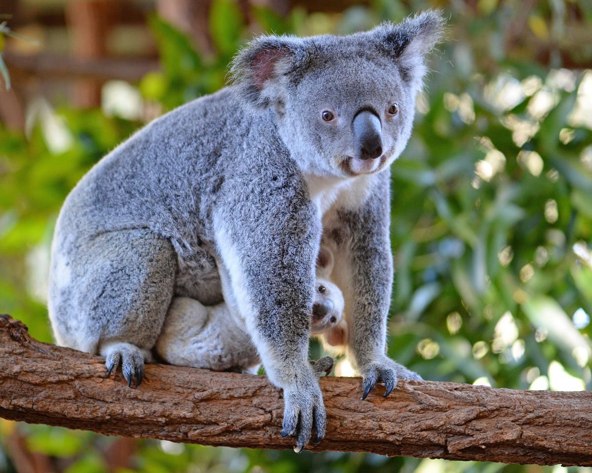Коала сумчатое. Сумчатые млекопитающие коала. Австралия сумчатые коала. Карликовая коала.