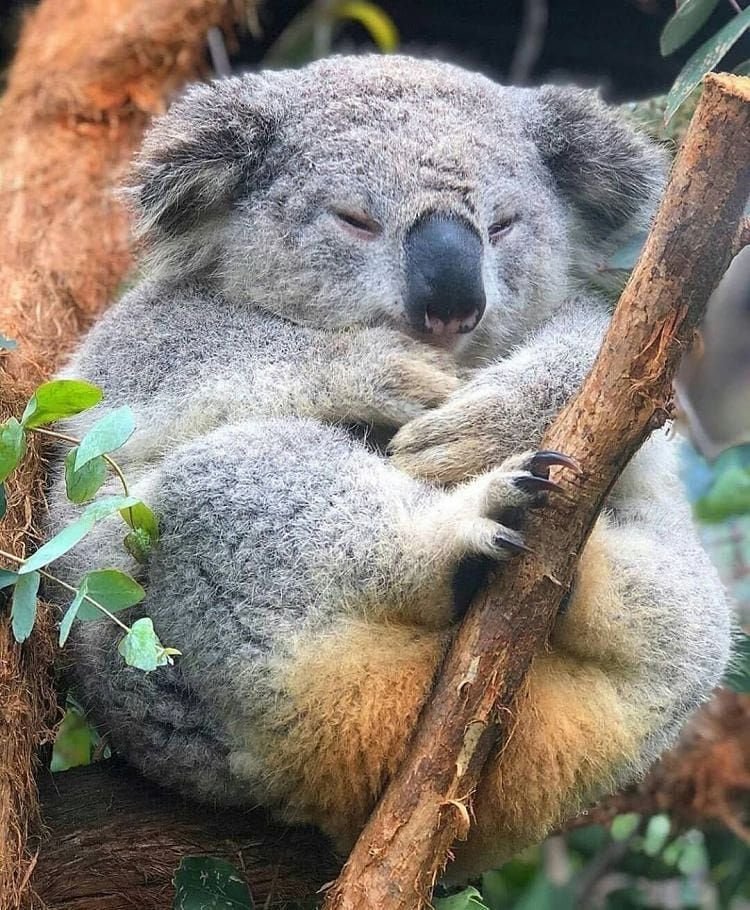 Коала перевод. Коала. Коала в Австралии. 2 Коалы. Толстая коала.