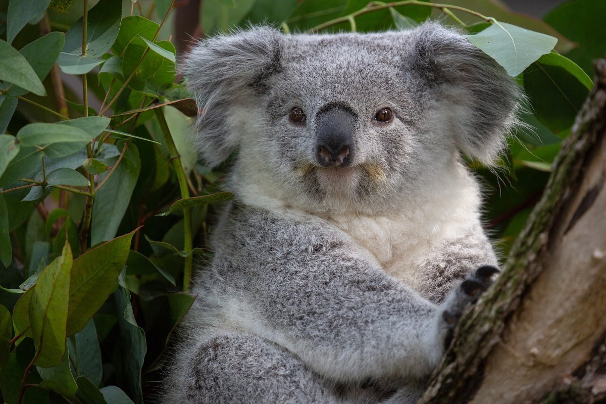 Изображение коал. Коала. 4 Коалы. Австралия Куала. Лоун Пайн коала Брисбен.