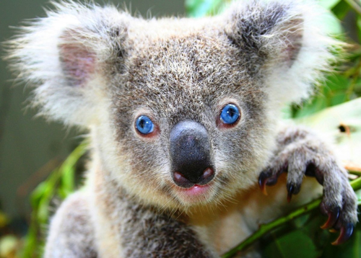 Милая коала. Коала сумчатое. Сумчатый медведь коала Австралия. Мишка коала. Лысая коала.