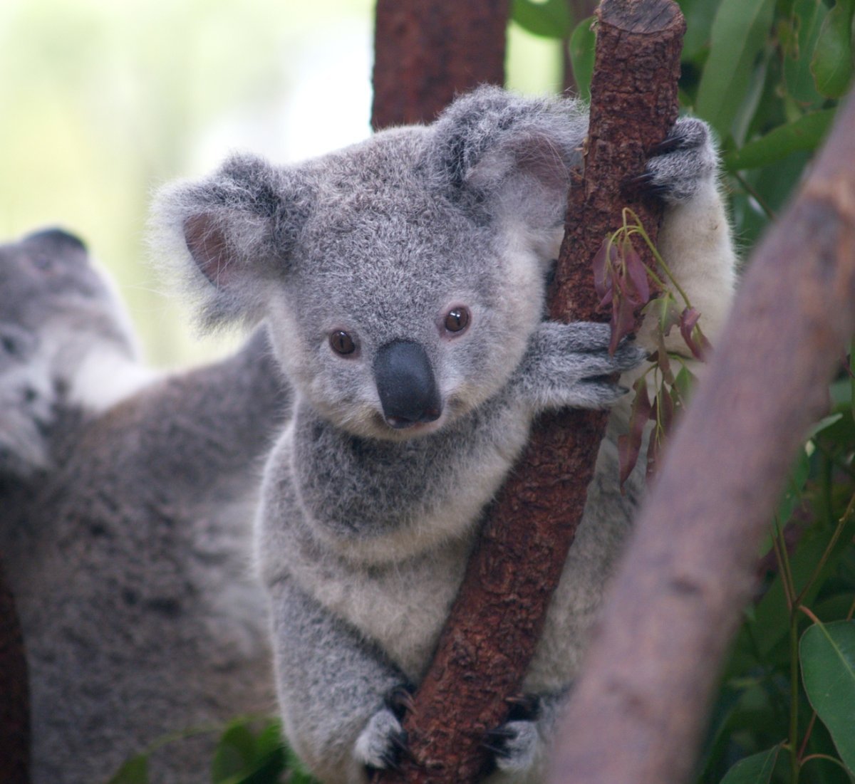 Фотография коалы. Коала сумчатое. Эндемики коала. Мишка коала. Австралия Куала.