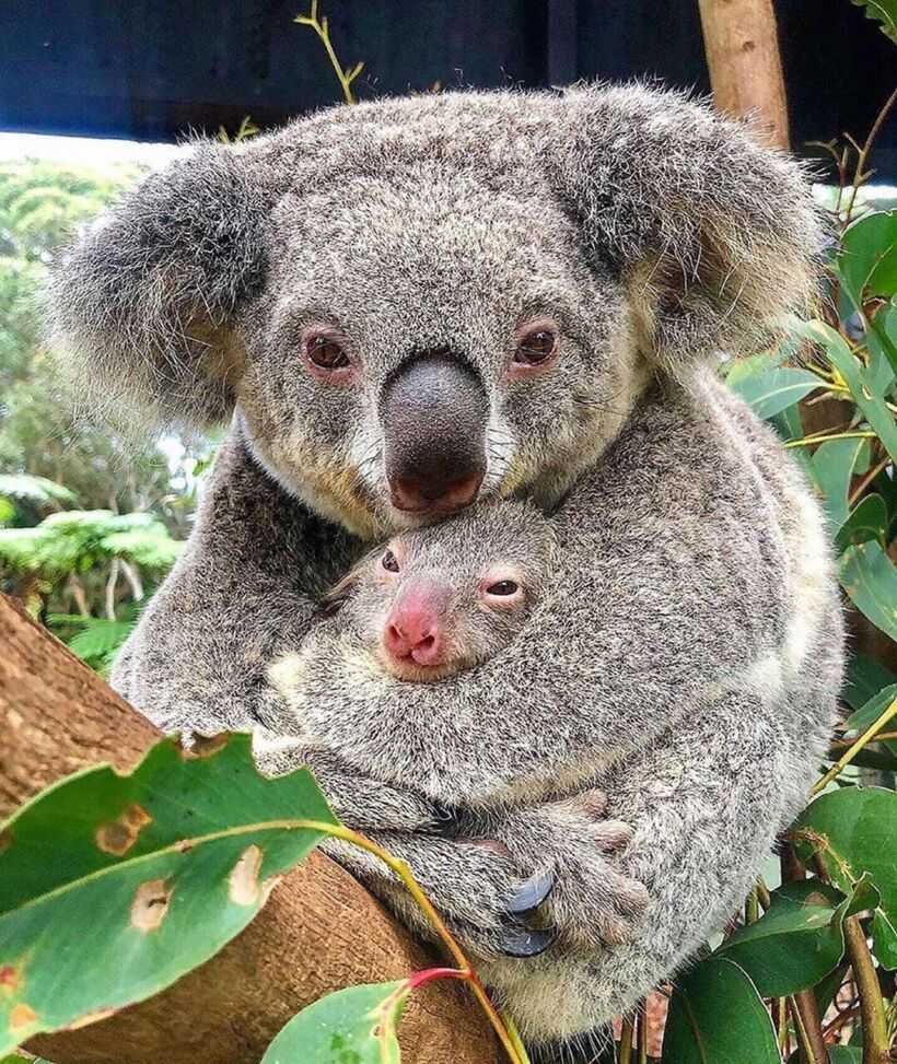 Год коалы. Животные Австралии коала. Сумчатые животные коала. Сумчатый медведь коала Австралия. Коала с детенышем.